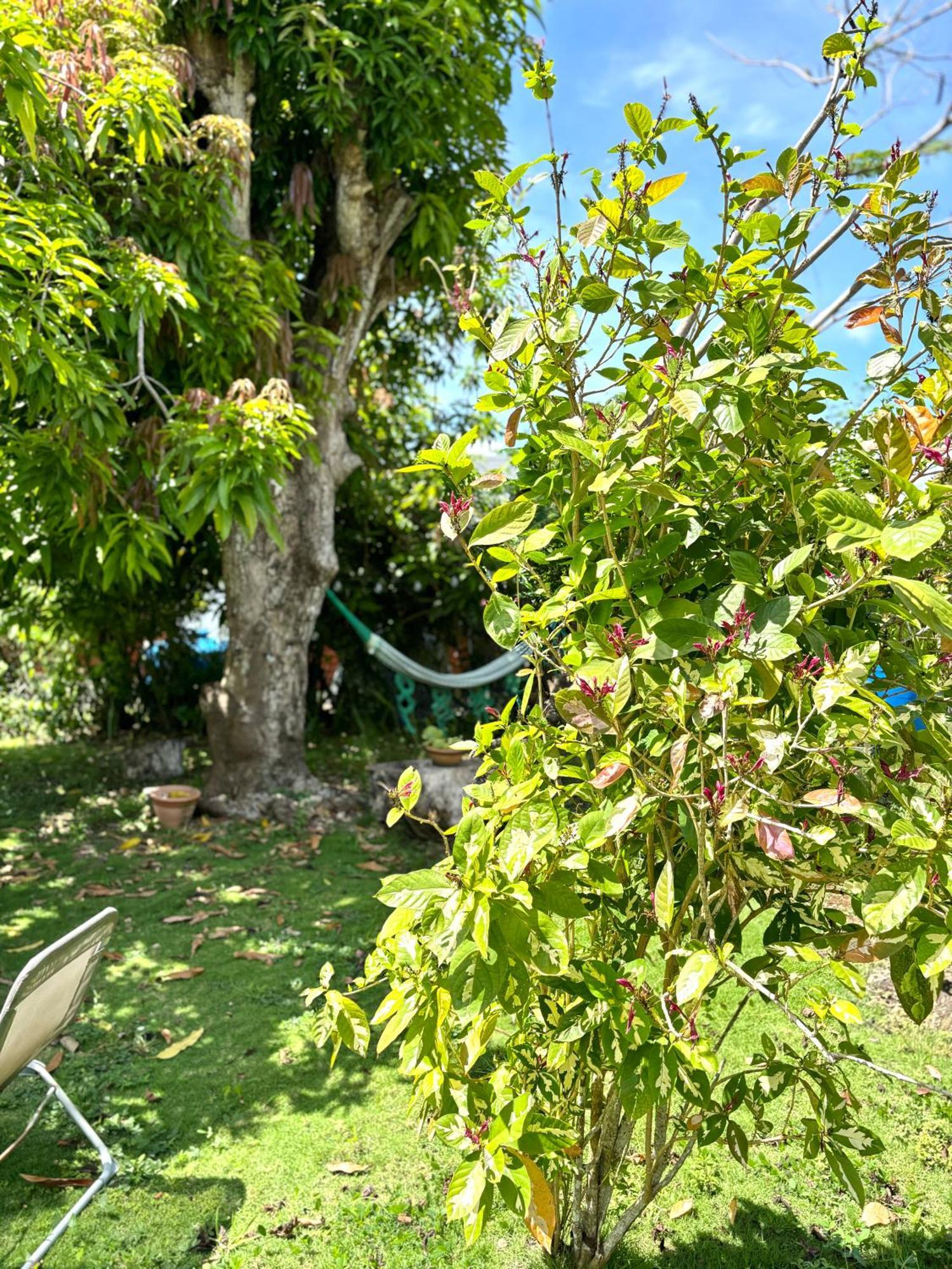 La Maison Creole Du Flamboyant - Proche Des Plages Anse-Bertrand Exteriér fotografie